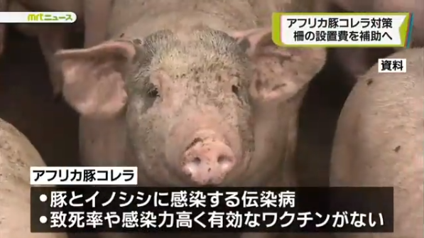日本猪瘟疫情蔓延（日本地方电视台“mrt宫崎放送”）